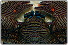 Dark Blue Porcelain Crab